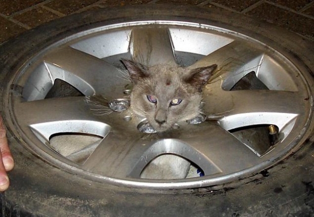cat with its head stuck in car wheel